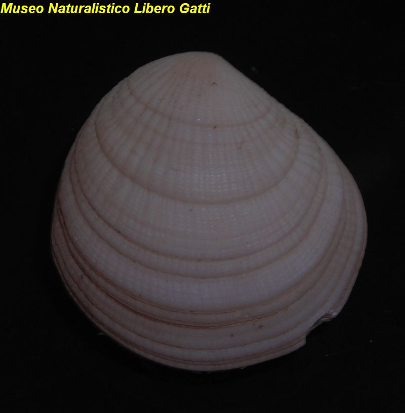 no photo for this shell